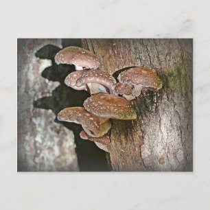 Shiitake Mushroom Vykort
