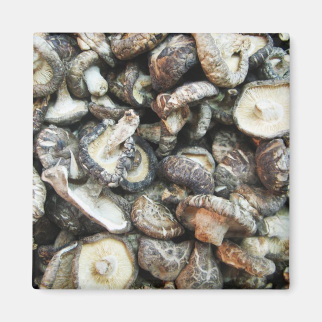 Shiitake Svampar Magnet (Framsidan)