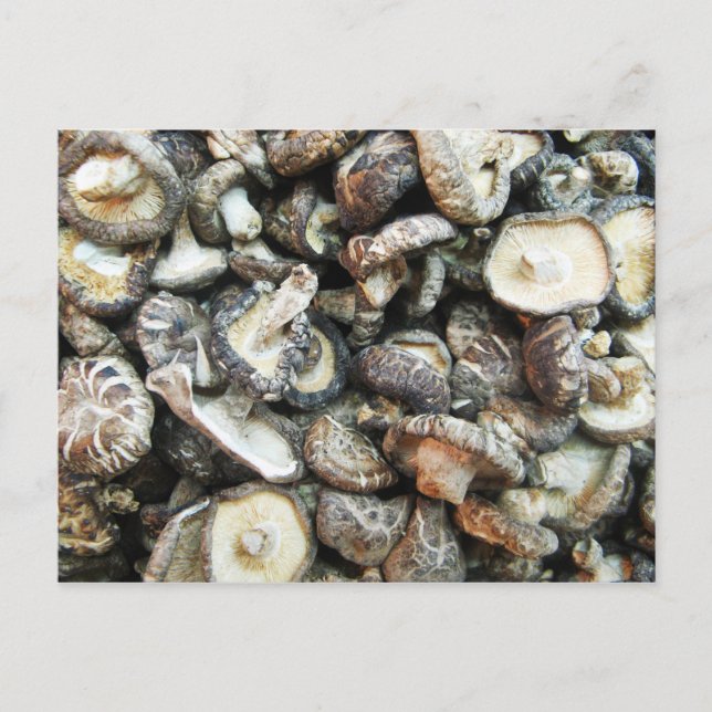 Shiitake Svampar Vykort (Framsida)