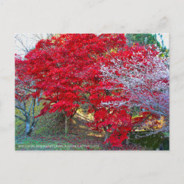 Shiki-Zakura fyraårsperioder Blommar för körsbär Vykort