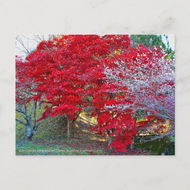 Shiki-Zakura fyraårsperioder Blommar för körsbär Vykort (Framsida)