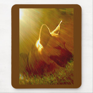 Shine on Me German Shepherd #1 Musmatta