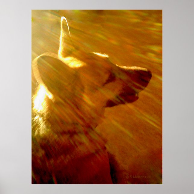 Shine on Me German Shepherd #2 Poster (Framsidan)