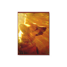 Shine On Me Schäferhund #2