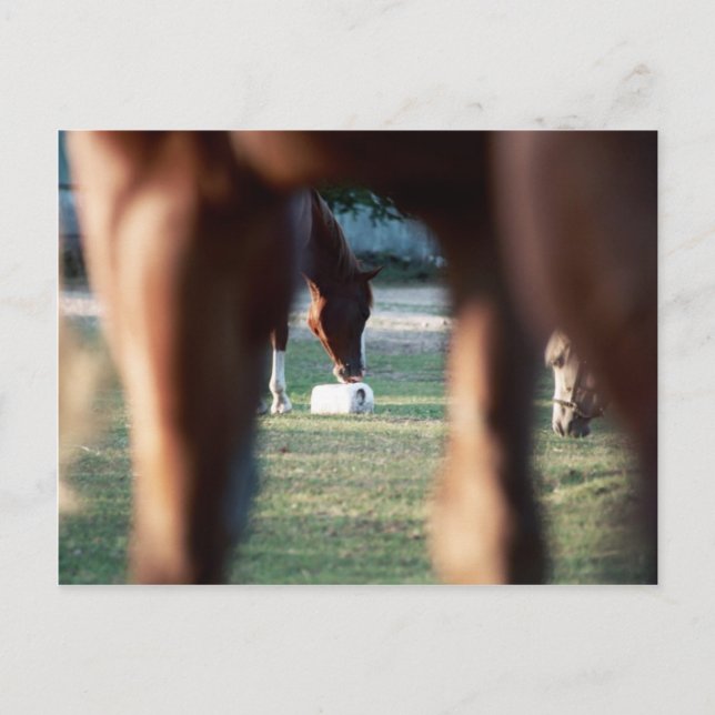 Shine på Dam Lynx Vykort (Framsida)