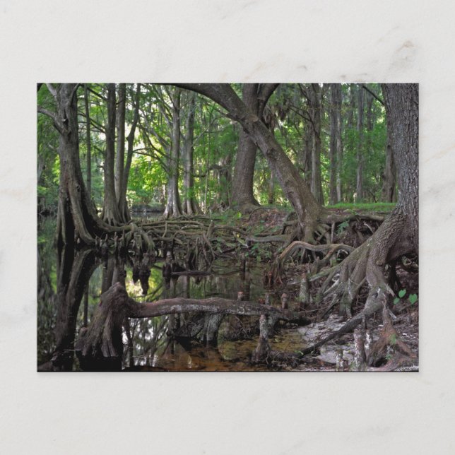 Shingle Bäck. Vykort (Framsida)