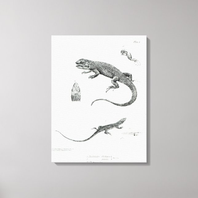 Shingled Iguana Canvastryck (Framsida)