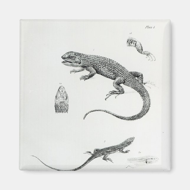 Shingled Iguana Magnet (Framsidan)