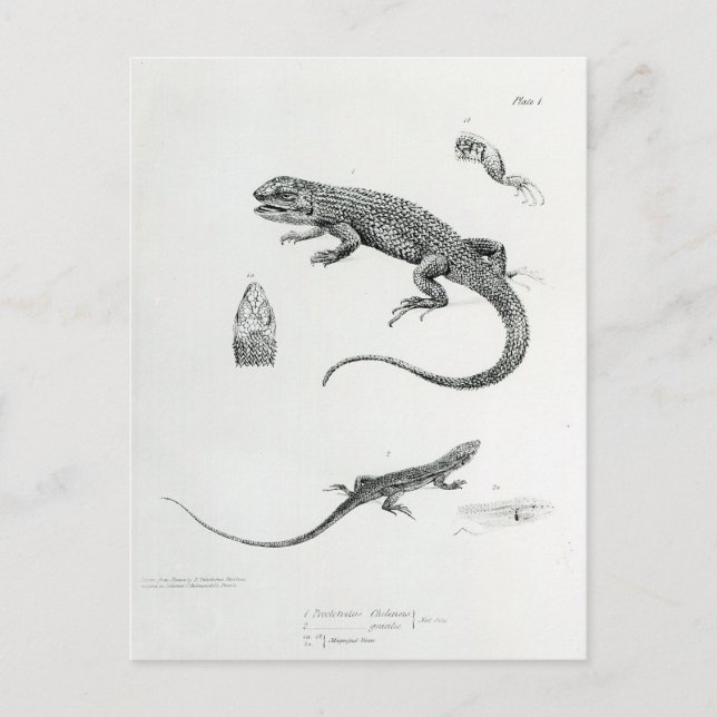 Shingled Iguana Vykort (Framsida)
