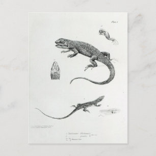 Shingled Iguana Vykort