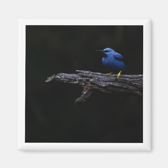 Shining Honeycreeper Magnet (Framsidan)