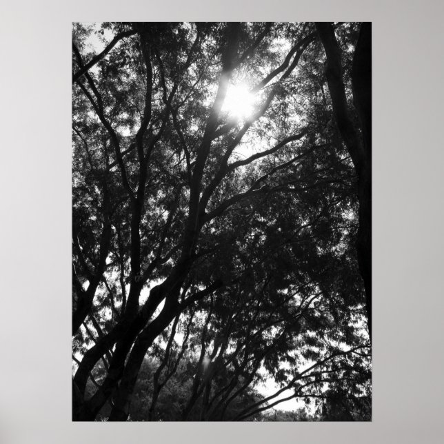 Shining in i Träd Poster (Framsidan)