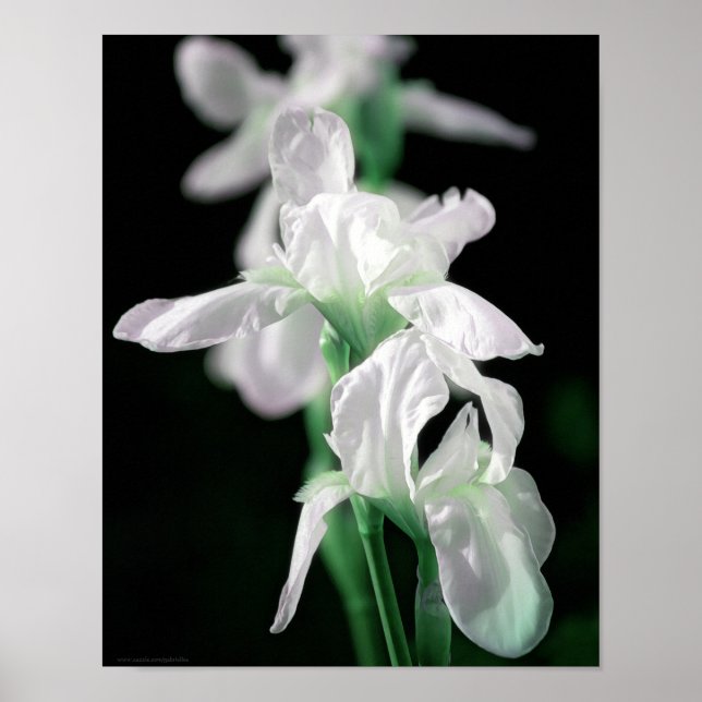 Shining Iris Flowers Photographic Art Print Poster (Framsidan)