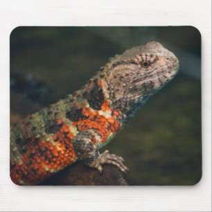 Shinisaurus crocodilurus musmatta