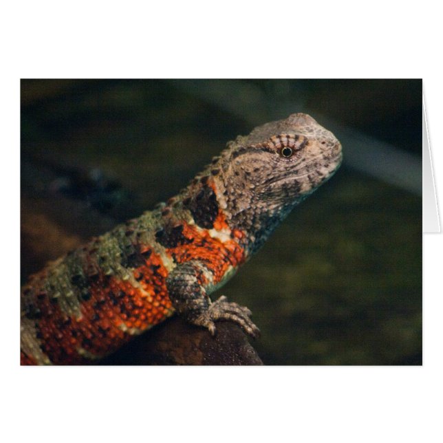 Shinisaurus krokodilurus hälsningskort (Framsidan Horizontal)