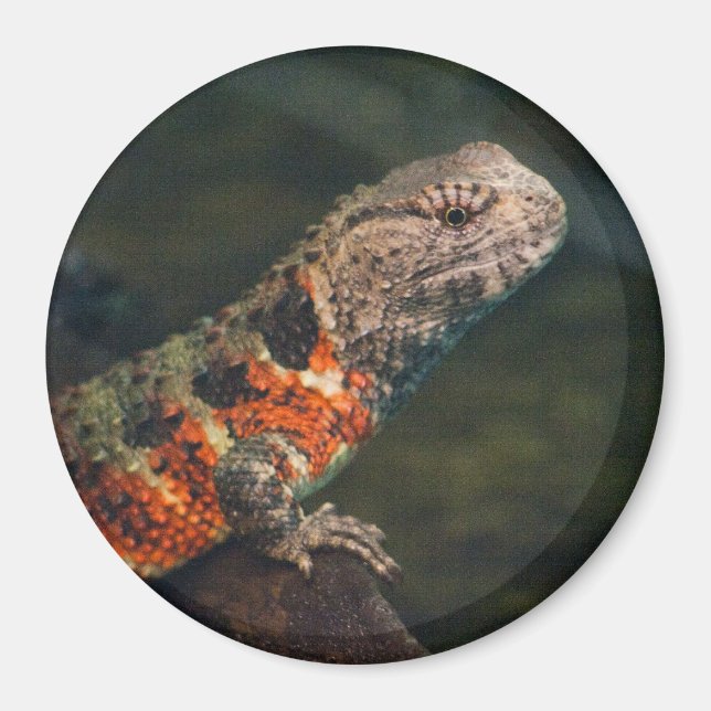 Shinisaurus krokodilurus magnet (Framsidan)