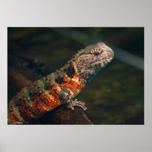Shinisaurus krokodilurus poster