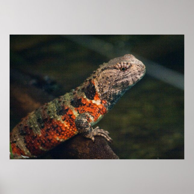 Shinisaurus krokodilurus poster (Framsidan)