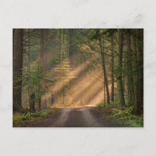 Shinna genom en skog vykort