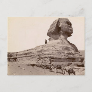 Shinx-Egypten Vykort