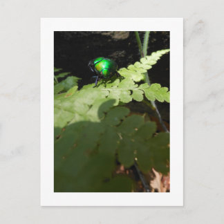 Shiny Beatle-vykort Vykort