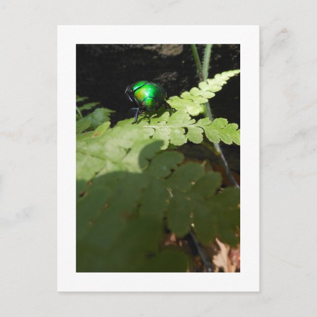 Shiny Beatle-vykort Vykort (Framsida)