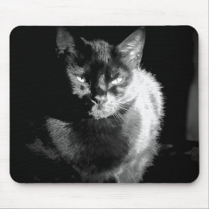 Shiny Black Cat Musmatta