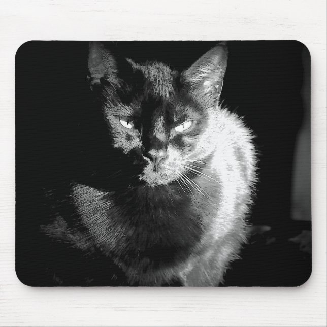 Shiny Black Cat Musmatta (Framsidan)