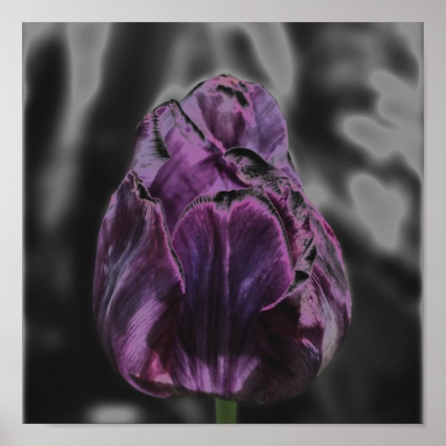 Shiny Lila Tulip Abstrakt Flower Art Poster (Framsidan)
