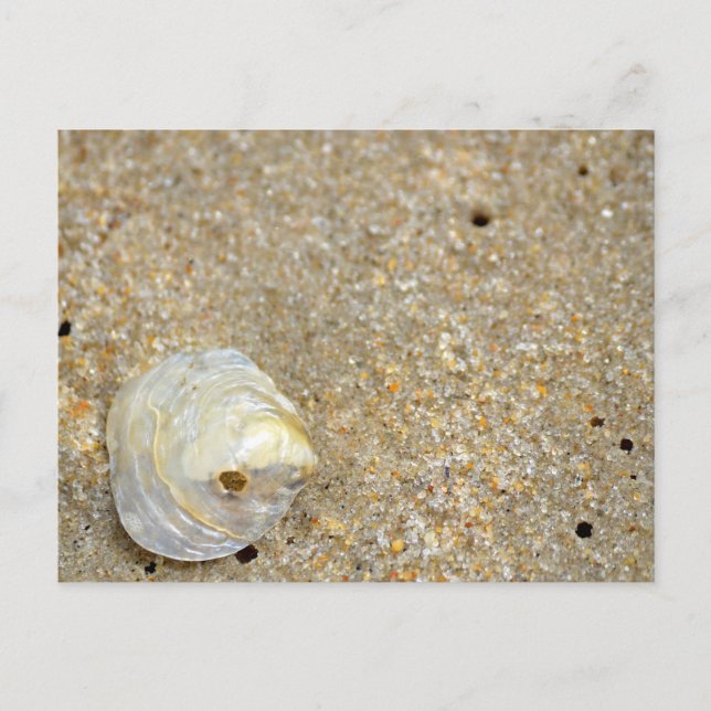 Shiny opal snäcka på sandstrand nära vykort (Framsida)