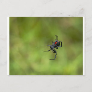 Shiny Red and Black Widow Spider Latrodectus macta Vykort