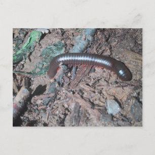 Shiny Red och Silver Centipede Walking on soil Vykort