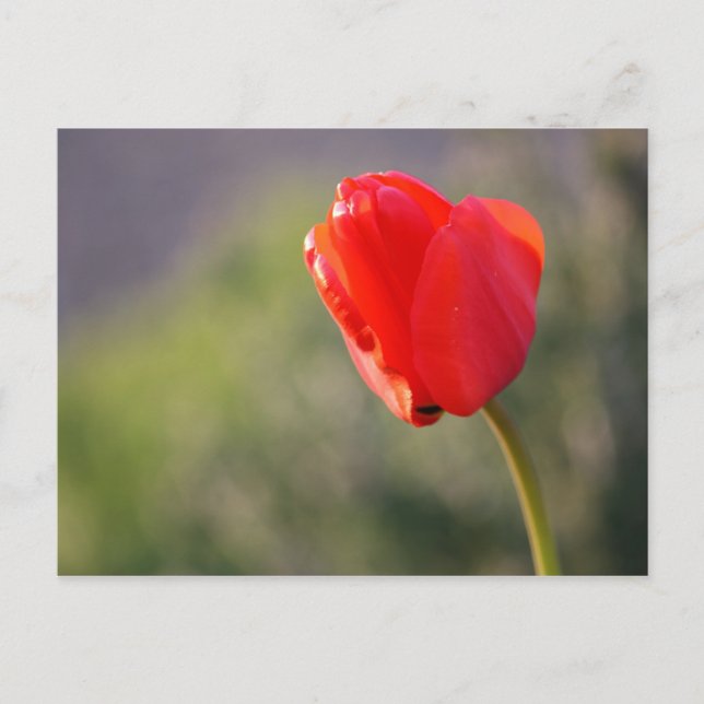 Shiny Red Tulip Vykort (Framsida)