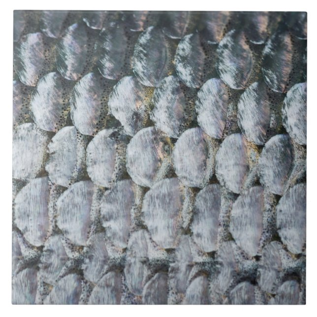 Shiny Salmon Scales Kakelplatta (Framsidan)