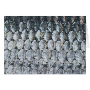 Shiny Salmon Scales OBS Kort