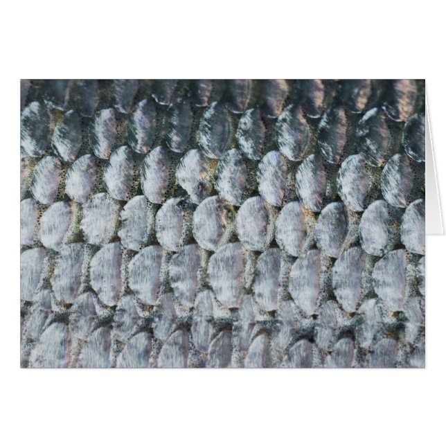 Shiny Salmon Scales OBS Kort (Framsidan Horizontal)