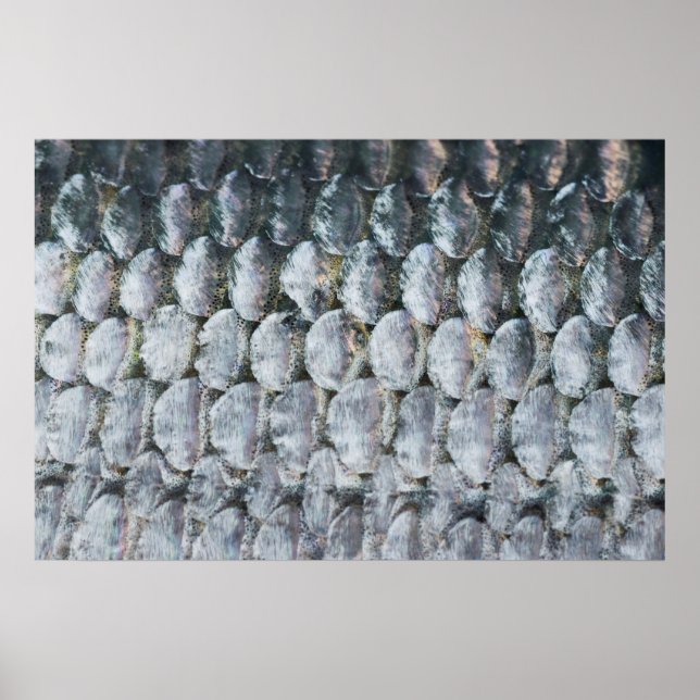 Shiny Salmon Scales Poster (Framsidan)