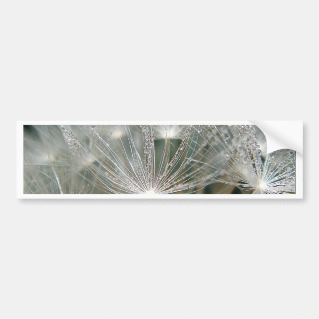 Shinyvattendroppar på en vit dandelion bildekal (Framsidan)