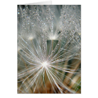 Shinyvattendroppar på en vit dandelion hälsningskort