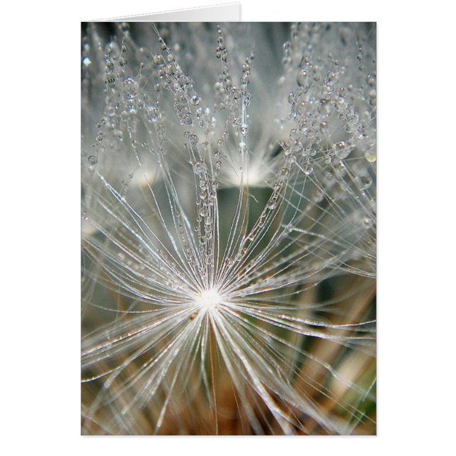 Shinyvattendroppar på en vit dandelion hälsningskort (Framsidan)