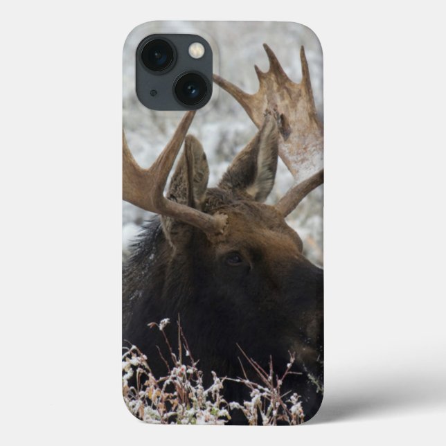 Shiras Bull Moose (Baksida)