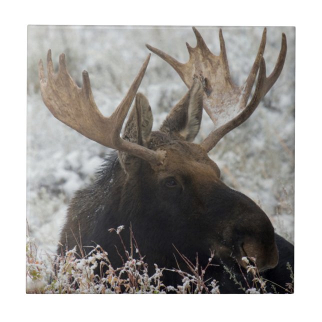 Shiras Bull Moose Kakelplatta (Framsidan)