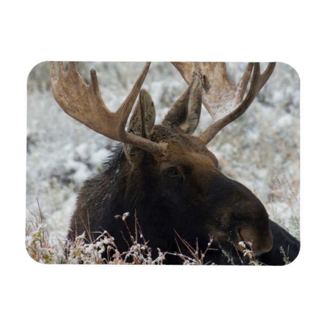 Shiras Bull Moose Magnet (Horisontell)