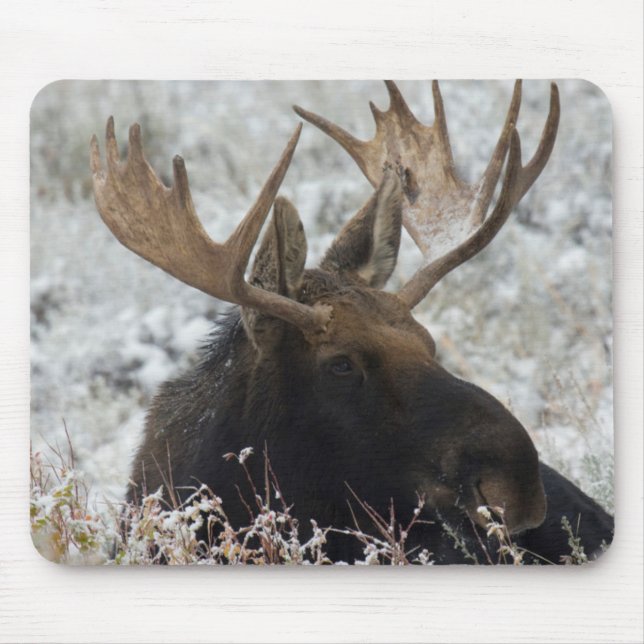 Shiras Bull Moose Musmatta (Framsidan)