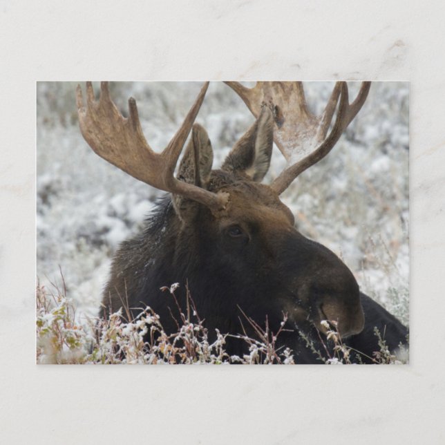 Shiras Bull Moose Vykort (Framsida)