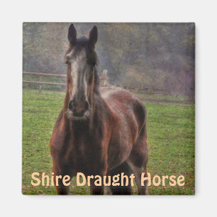 Shire Draft Horse, Hampshire, England Magnet