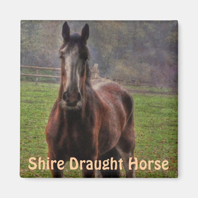 Shire Draft Horse, Hampshire, England Magnet (Framsidan)