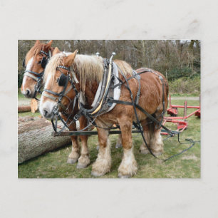 Shire Horses Vykort