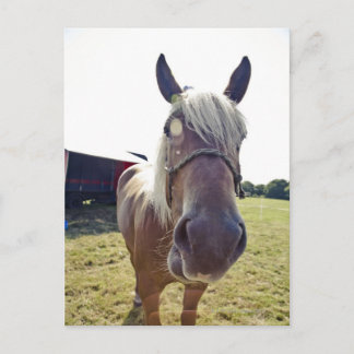 SHIRHORSE I SUNLIGHT MED NOSE UPP TILL KAMERA VYKORT