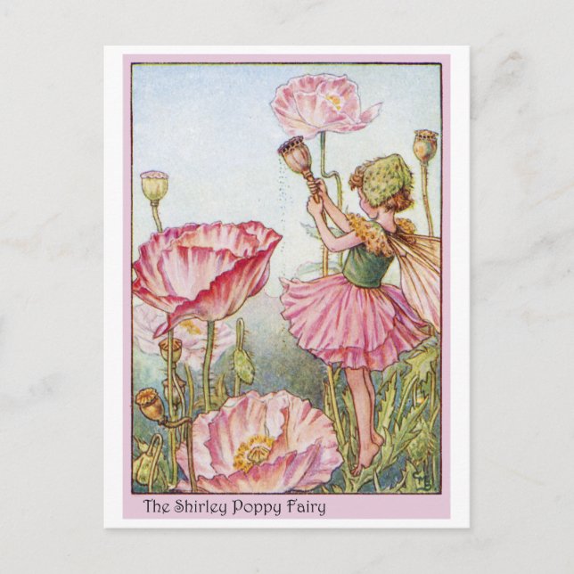 Shirley Poppy Fairy Vykort (Framsida)